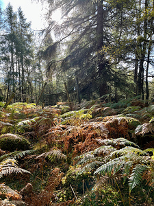 The Lush Pine Forest of the Scottish Highlands 